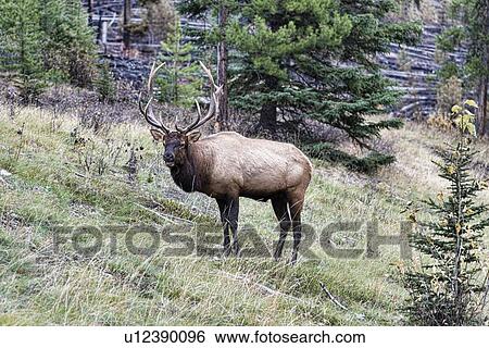 Stock Photograph - Elk. Fotosearch