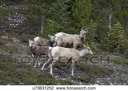 Stock Image - Family of sheep. Fotosearch
