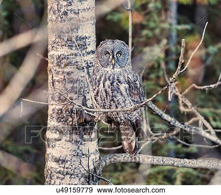 Stock Photo - Great Grey Owl. Fotosearch
