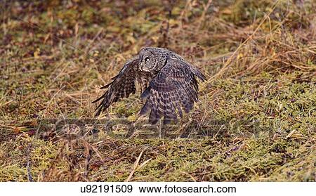 Great Grey Owl View Large Photo Image Stock Photo - Great Grey Owl. Fotosearch