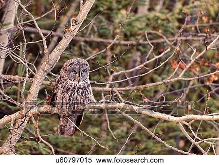 Great Grey Owl View Large Photo Image Stock Photography - Great Grey Owl. Fotosearch