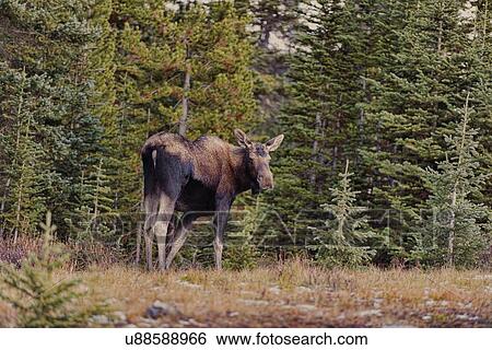 Stock Photograph - Moose. Fotosearch