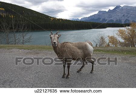 Mountain Goat at Two Jack Lake View Large Photo Image Stock Photography - Mountain Goat at Two Jack Lake. Fotosearch