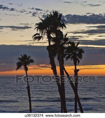Palm trees at sunset, Oceanside, California View Large Photo Image Picture - Palm trees at sunset, Oceanside, California. Fotosearch