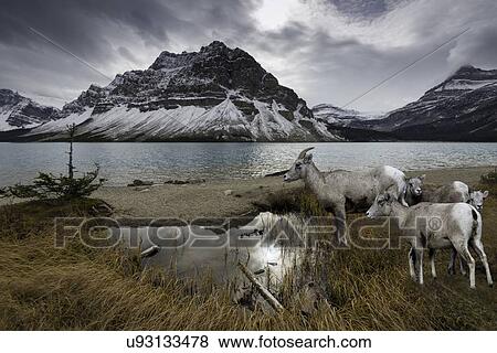 Rocky mountain bighorn sheep at Bow Lake View Large Photo Image Stock Photo - Rocky mountain bighorn sheep at Bow Lake. Fotosearch
