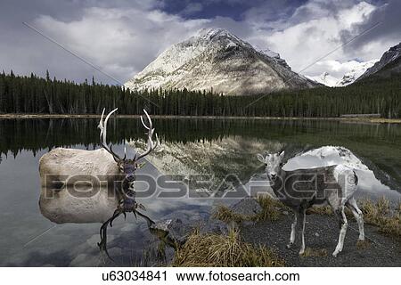 Rocky mountain sheep and elk at Buller Pond View Large Photo Image Stock Image - Rocky mountain sheep and elk at Buller Pond. Fotosearch