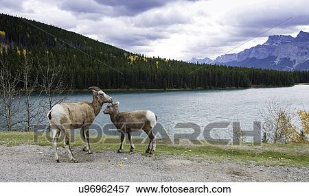 Sheep at Two Jack Lake View Large Photo Image Stock Photo - Sheep at Two Jack Lake. Fotosearch
