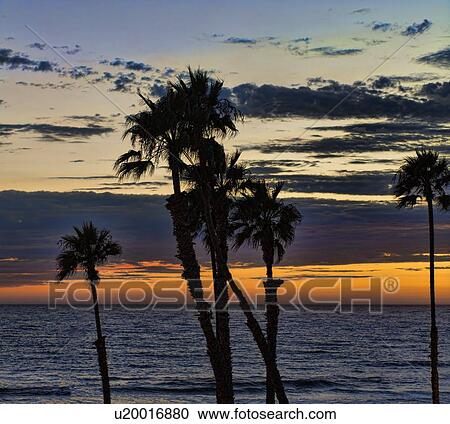 Silhouette of palm trees, sun setting over calm sea in background View Large Photo Image Stock Image - Silhouette of palm trees, sun setting over calm sea in background. Fotosearch