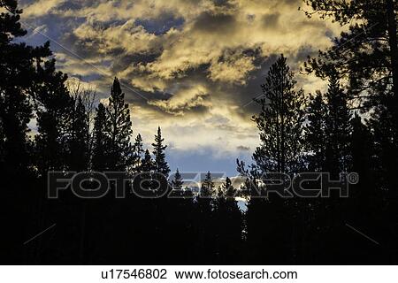Tree tops and clouds View Large Photo Image Stock Image - Tree tops and clouds. Fotosearch
