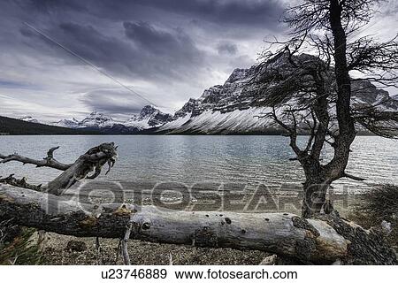 Stock Photo - Trees along water at Bow Lake. Fotosearch