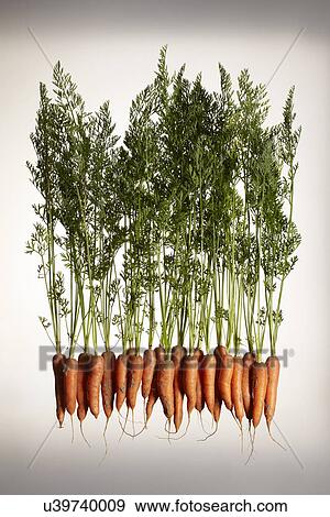 Stock Photo - A row of fresh carrots with roots and leaves. Fotosearch