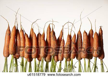 Stock Photo - A row of upside down fresh carrots with roots. Fotosearch