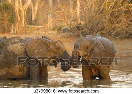 African elephants (loxodonta africana) bathing in watering hole, Mana Pools National Park, Zimbabwe View Large Photo Image Stock Photograph - African elephants (loxodonta africana) bathing in watering hole, Mana Pools National Park, Zimbabwe. Fotosearch