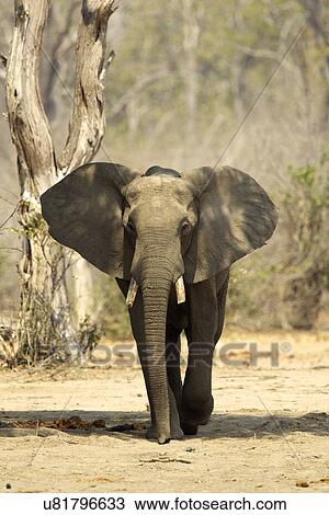 Stock Image - Alert african elephant (loxodonta africana), Mana Pools National Park, Zimbabwe. Fotosearch