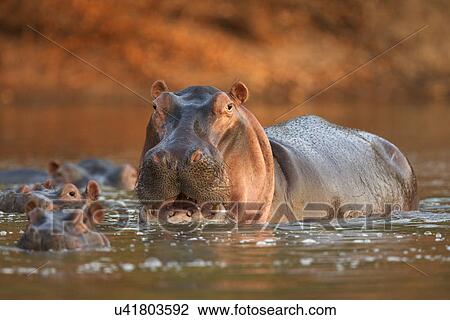 Alert hippopotamus (hippopotamus amphibius), Mana Pools National Park, Zimbabwe View Large Photo Image Stock Image - Alert hippopotamus (hippopotamus amphibius), Mana Pools National Park, Zimbabwe. Fotosearch