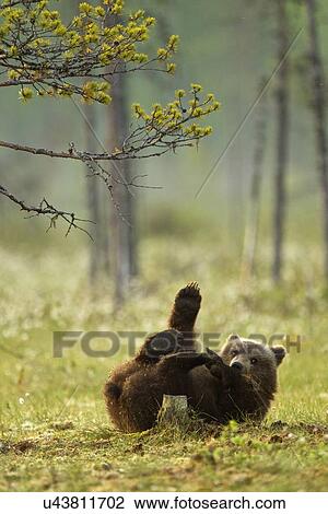 Stock Image - Brown bear cub playing (Ursus arctos) in Taiga Forest, Finland. Fotosearch