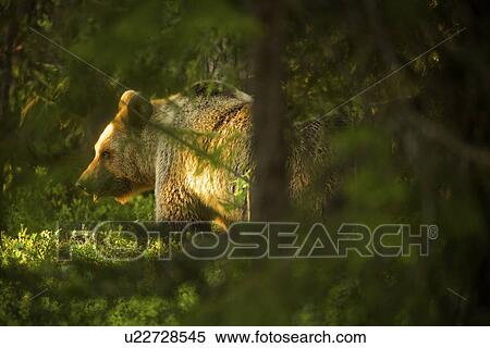 Brown bear (Ursus arctos) in Taiga Forest, Finland View Large Photo Image Stock Photography - Brown bear (Ursus arctos) in Taiga Forest, Finland. Fotosearch