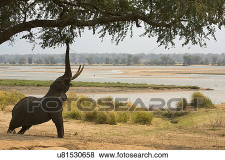 Bull african elephant (loxodonta africana) reaching up to tree, Mana Pools National Park, Zimbabwe View Large Photo Image Stock Photo - Bull african elephant (loxodonta africana) reaching up to tree, Mana Pools National Park, Zimbabwe. Fotosearch