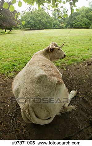 Stock Photography - Bull resting on ground. Fotosearch