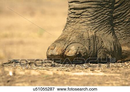 Stock Photo - Close up of african elephant (loxodonta africana) foot, Mana Pools National Park, Zimbabwe. Fotosearch