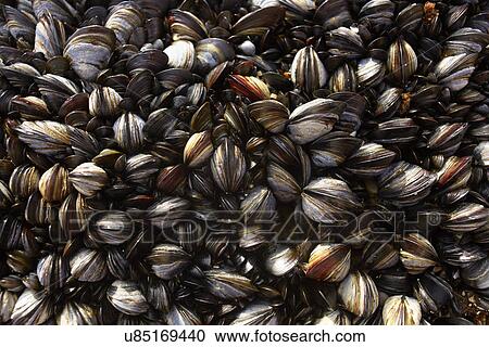 Close up of large group of sea mussels View Large Photo Image Stock Image - Close up of large group of sea mussels. Fotosearch