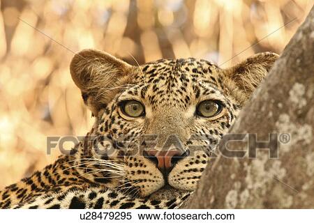 Stock Photography -  Close up portrait of female leopard (Panthera pardus), Selous National Park, Tanzania. Fotosearch