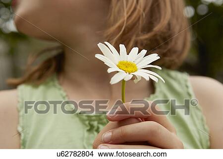 Picture - Cropped image of girl holding daisy flower. Fotosearch