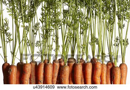 Cropped shot of a row of fresh carrots View Large Photo Image Stock Photo - Cropped shot of a row of fresh carrots. Fotosearch
