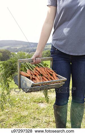 Stock Photo - Cropped shot of teenage girl carrying a basket of fresh carrots. Fotosearch