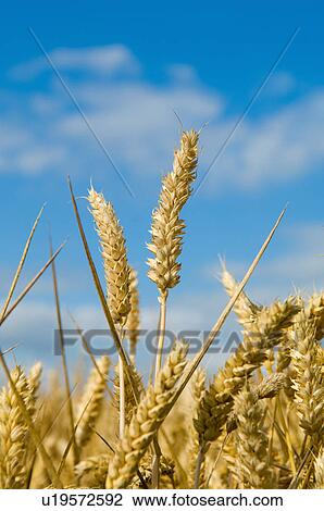 Ear of wheat View Large Photo Image Stock Image - Ear of wheat. Fotosearch