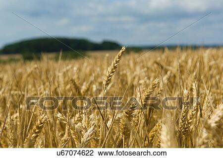 Stock Image - Ear of wheat. Fotosearch