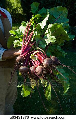Farmer holding bunches of beetroot View Large Photo Image Stock Photograph - Farmer holding bunches of beetroot. Fotosearch