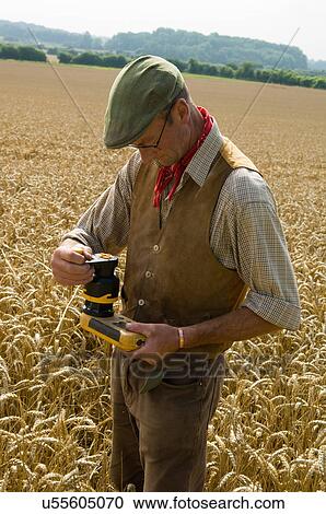 Stock Image - Farmer testing in field of wheat. Fotosearch
