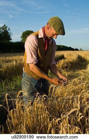 Stock Photo - Farmer working in field of barley. Fotosearch
