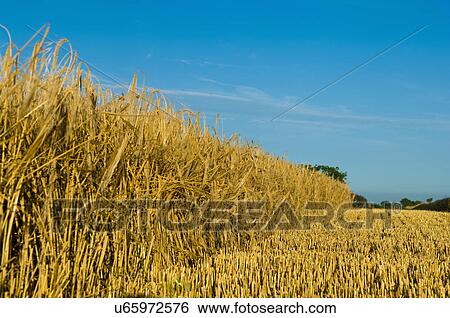 Field of barley View Large Photo Image Stock Photograph - Field of barley. Fotosearch