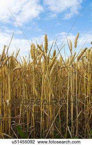 Field of wheat View Large Photo Image Stock Image - Field of wheat. Fotosearch