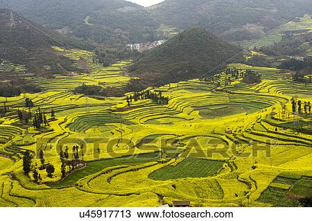 Field terraces of blooming oil seed rape plants, Luoping, Yunnan, China View Large Photo Image Stock Image - Field terraces of blooming oil seed rape plants, Luoping, Yunnan, China. Fotosearch