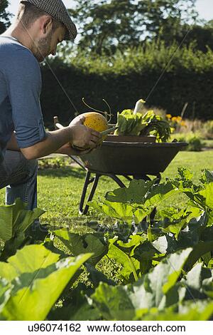 Gardener checking vegetable View Large Photo Image Stock Image - Gardener checking vegetable. Fotosearch