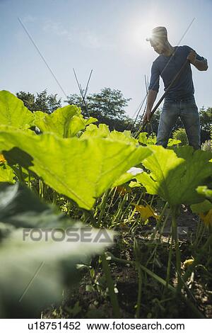 Gardener hoeing in courgette patch View Large Photo Image Stock Image - Gardener hoeing in courgette patch. Fotosearch