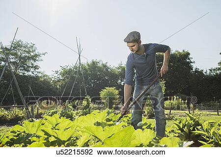Gardener hoeing in courgette patch View Large Photo Image Stock Image - Gardener hoeing in courgette patch. Fotosearch