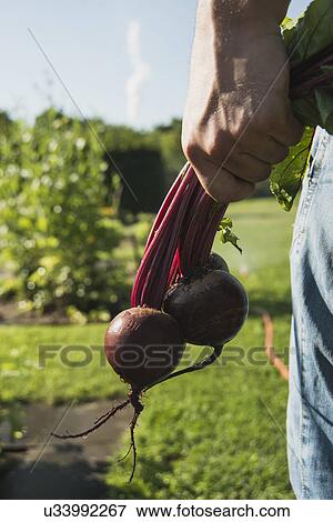 Gardener holding bunch of beetroot View Large Photo Image Stock Photo - Gardener holding bunch of beetroot. Fotosearch