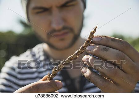 Stock Image - Gardener holding ear of wheat. Fotosearch