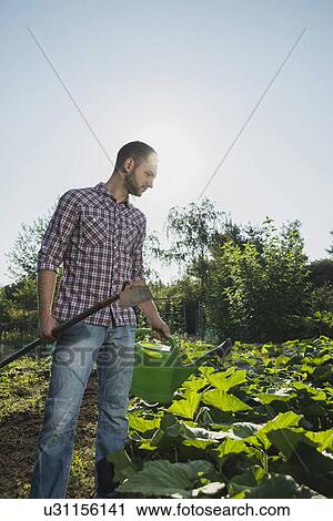 Stock Image - Gardener holding hoe and watering can tending to courgette patch. Fotosearch