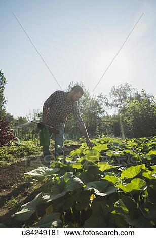 Gardener holding hoe and watering can tending to courgette patch View Large Photo Image Stock Image - Gardener holding hoe and watering can tending to courgette patch. Fotosearch