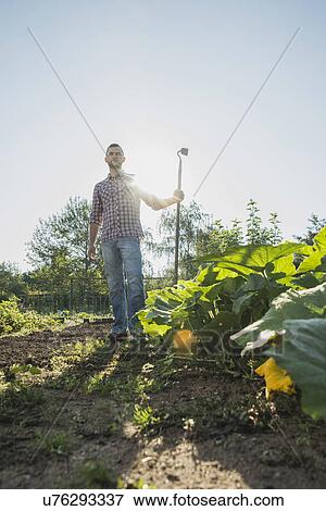 Stock Photo - Gardener holding hoe next to courgette patch. Fotosearch