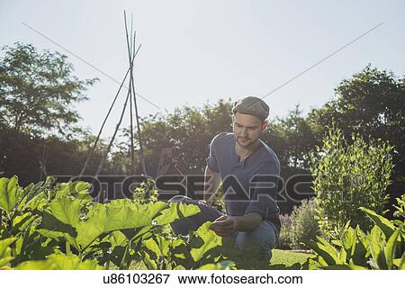 Stock Photo - Gardener holding hoe tending to courgette patch. Fotosearch