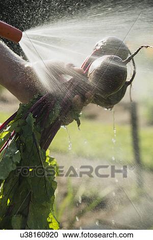 Gardener hosing down beetroot View Large Photo Image Stock Image - Gardener hosing down beetroot. Fotosearch