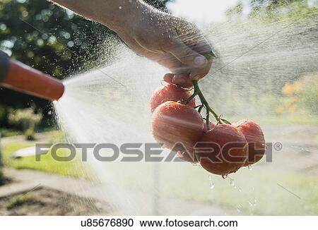 Gardener hosing down tomatoes View Large Photo Image Stock Image - Gardener hosing down tomatoes. Fotosearch