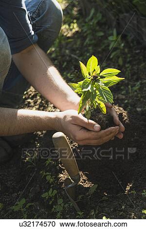 Stock Image - Gardener putting plant into ground. Fotosearch