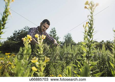 Gardener tending to plants View Large Photo Image Stock Image - Gardener tending to plants. Fotosearch